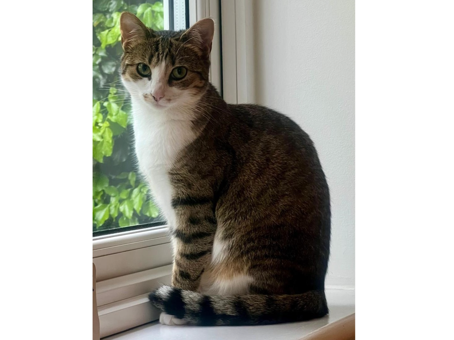 Tilly, Needingworth