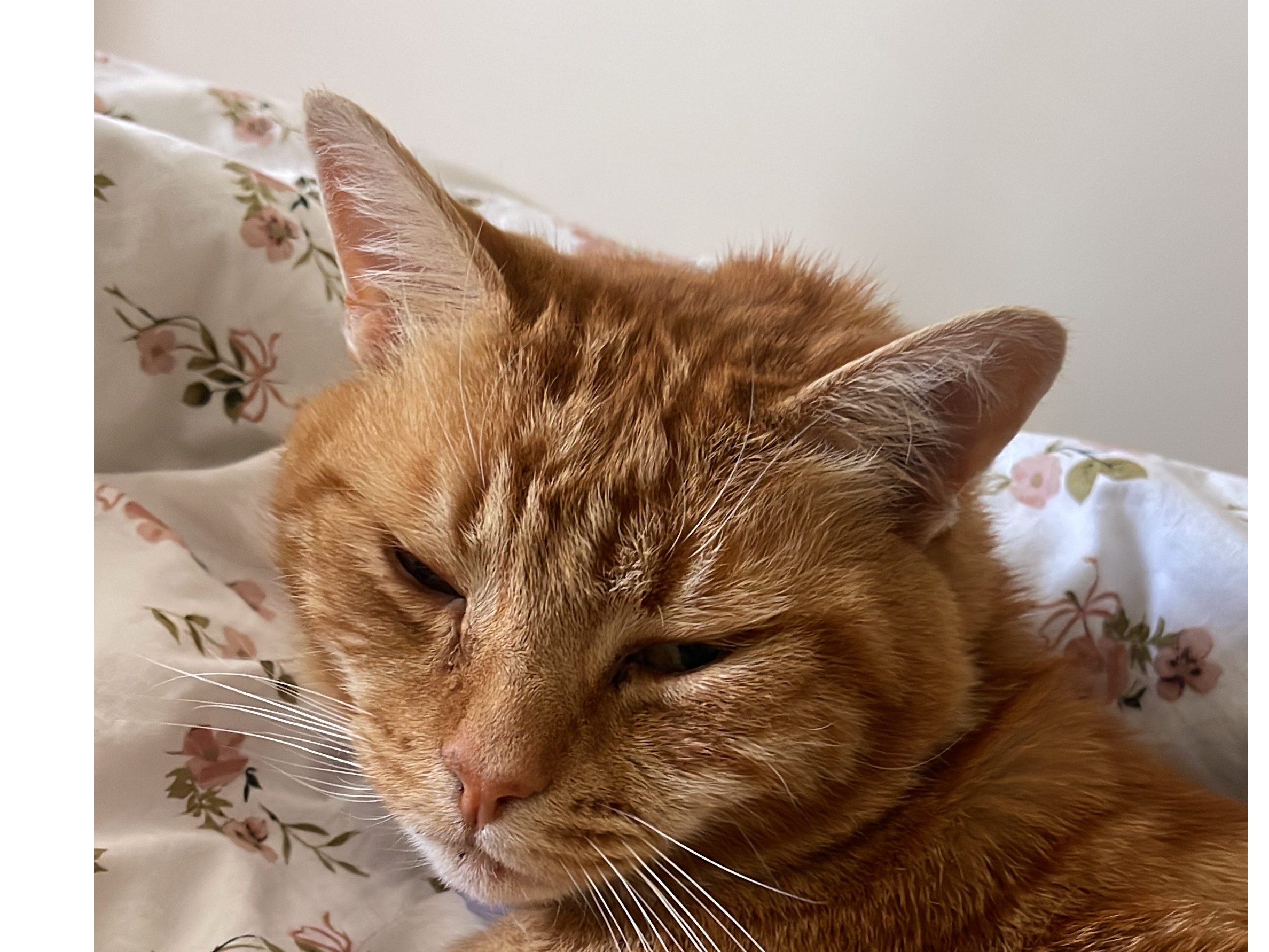 Milo - missing in the Crimplesham/Bexwell area