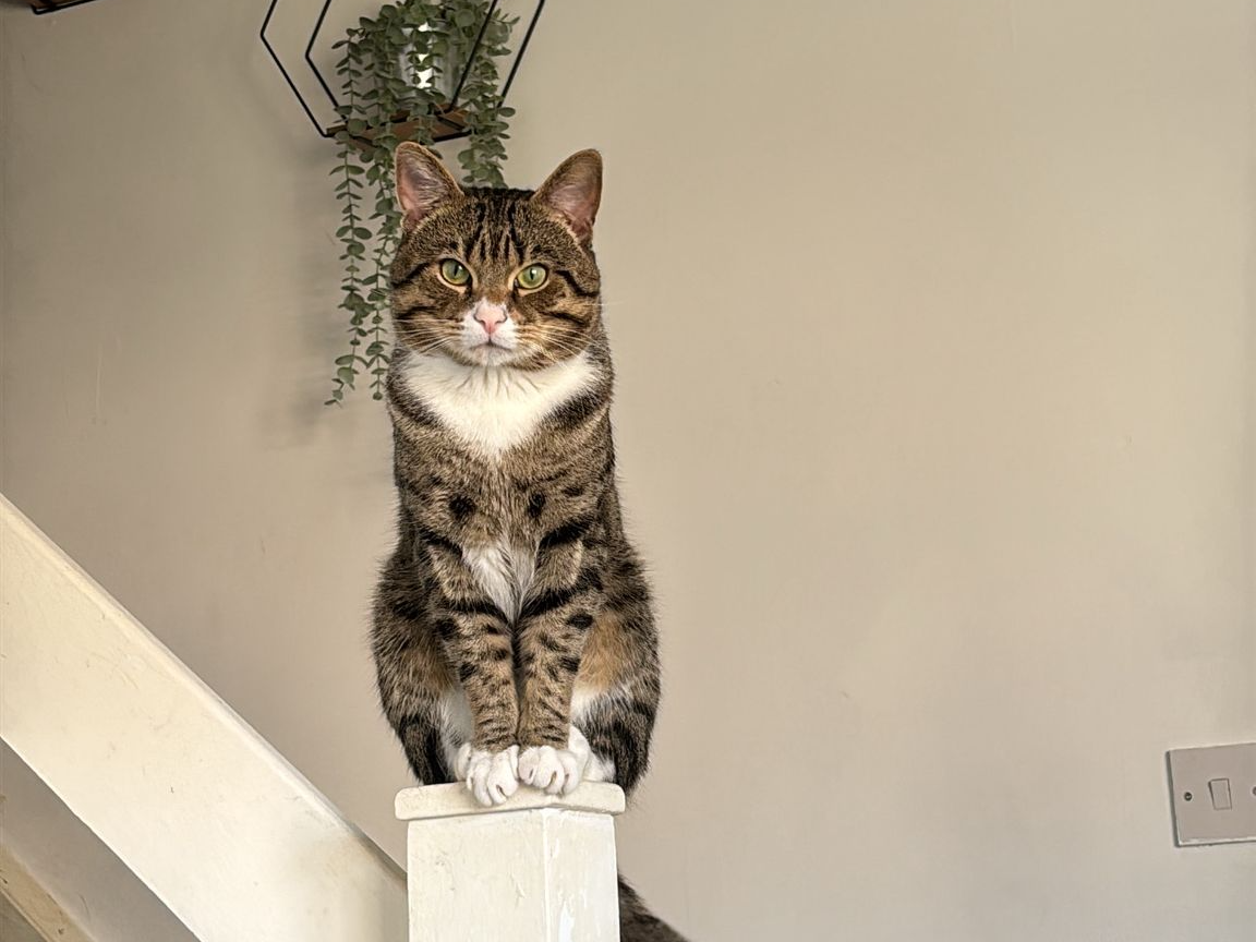 Mochi