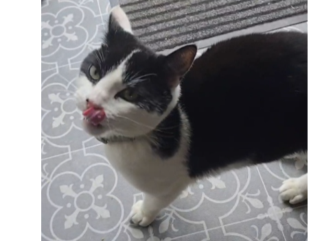 Albert  Lost 2025.075   Harwood Road (nr jct with James Rd), Bridgemary