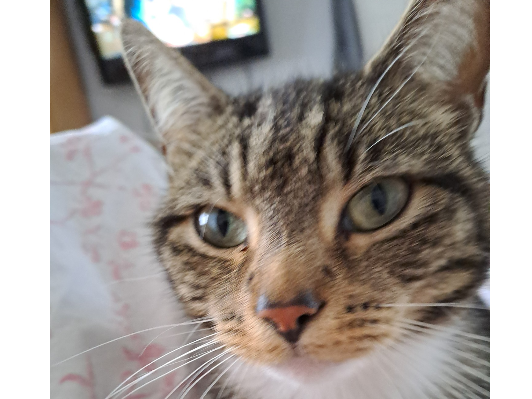 764608 - Missing in South Wootton