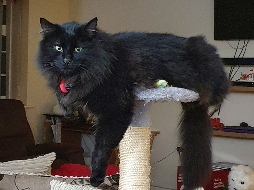 766398 - Missing in West Winch