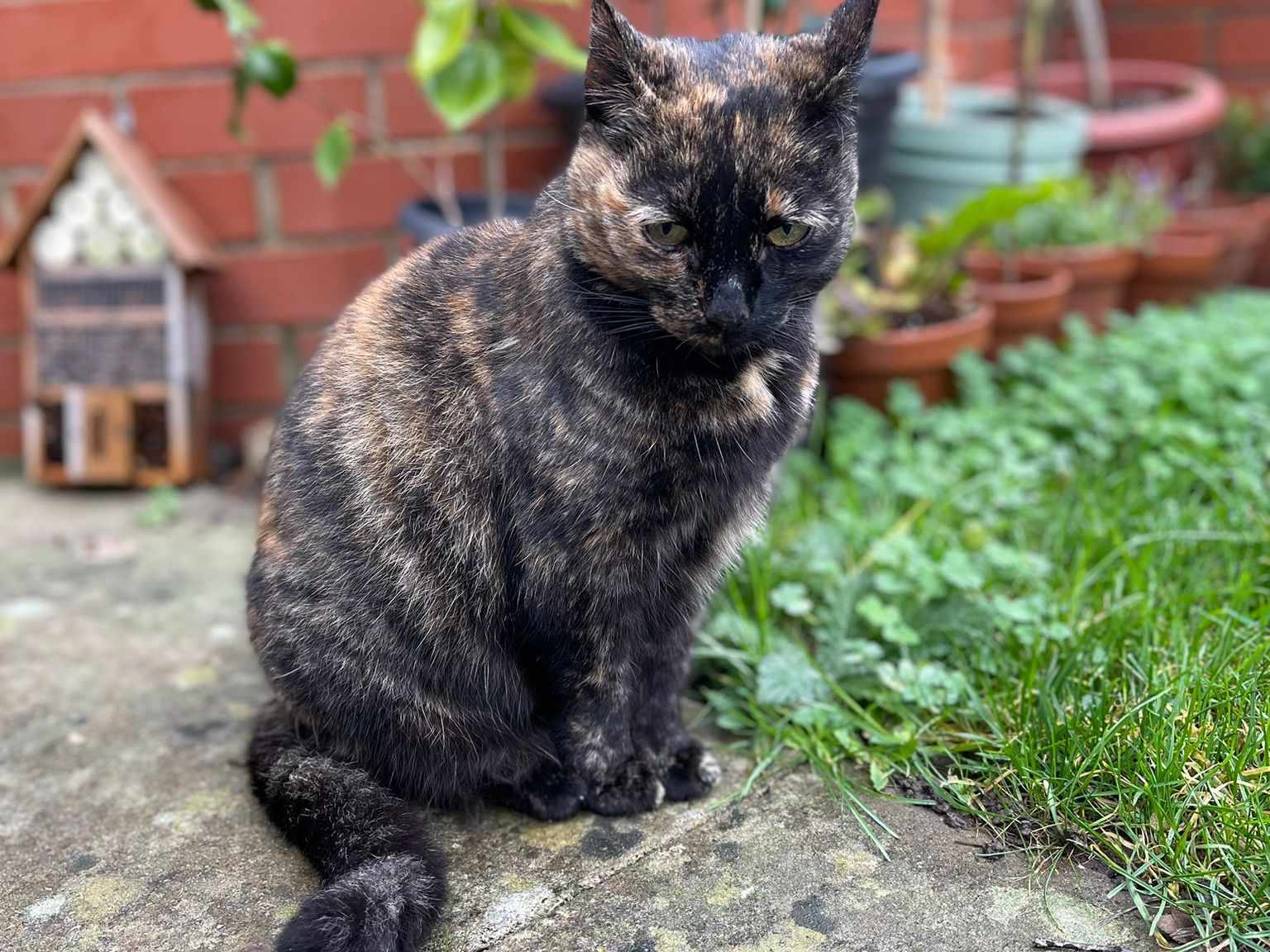 Tortoiseshell, Cherry Hinton