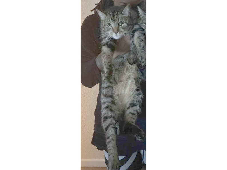 Valkrye Lost 2026.009 - Linden Grove, backing on to Cleveland Rd, Gosport