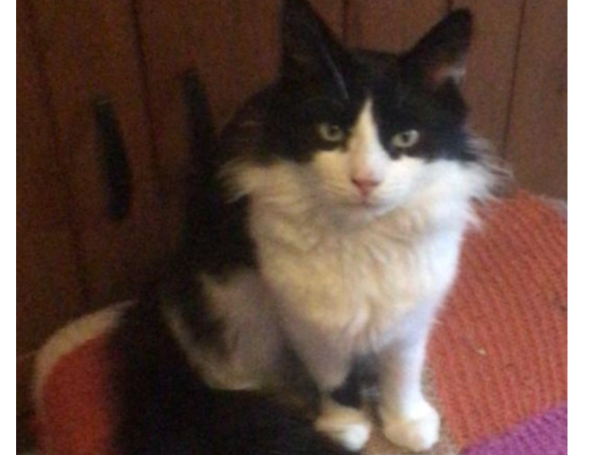 Ronan, Cherry Hinton