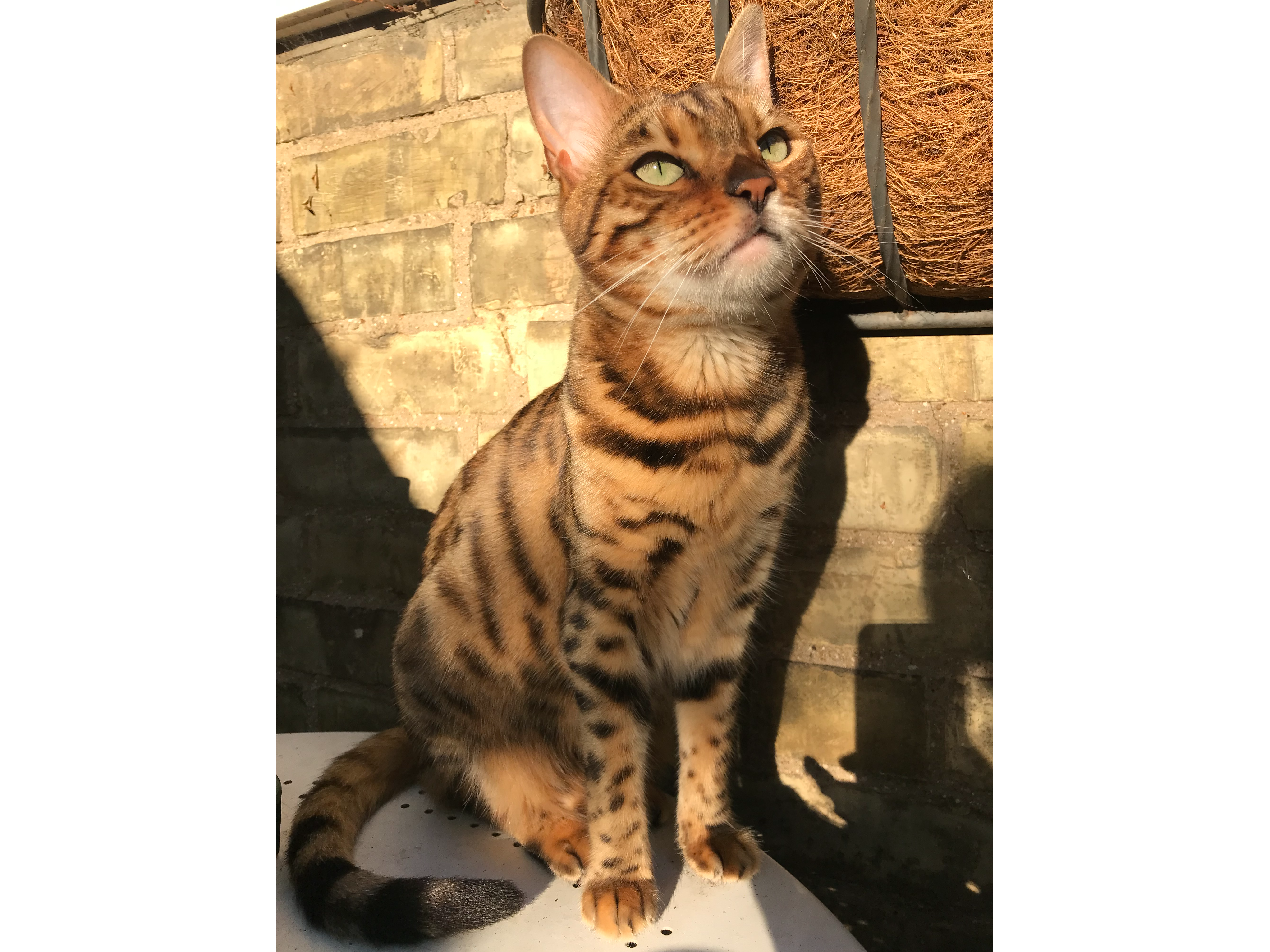 Maia, spotted Bengal, Madras Rd