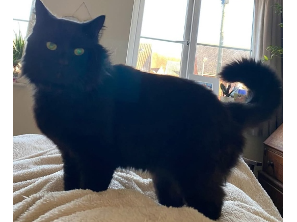 Patrick Lost 2026.017 - Jamaica Place, nr Jamaica Place South car park / Shaftesbury Rd end, Gosport