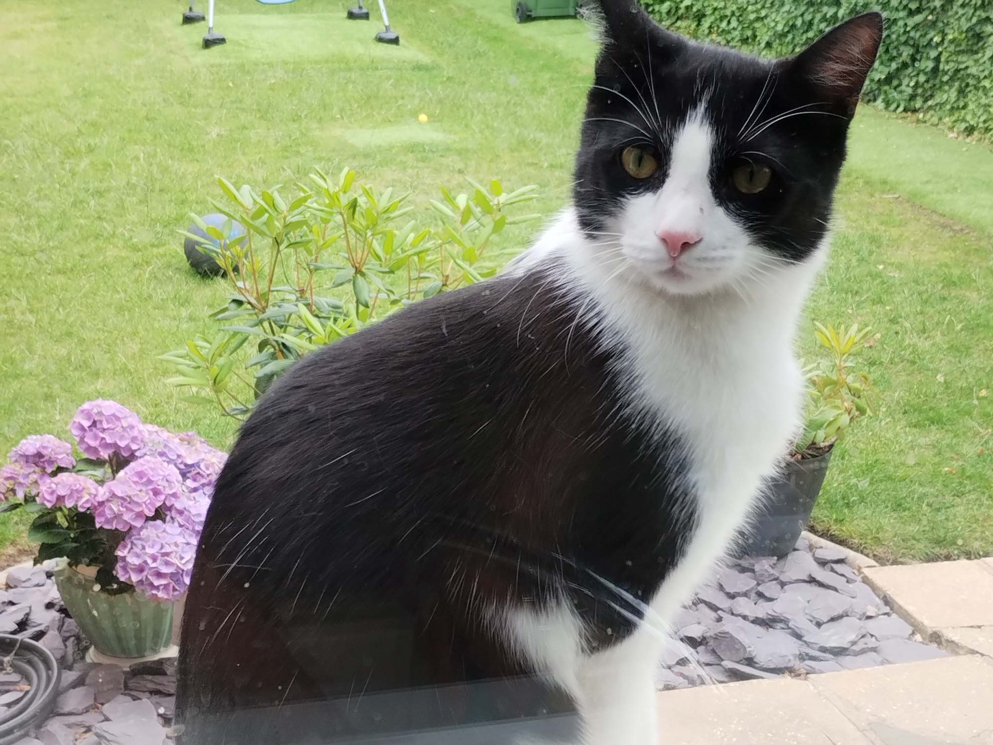 Oreo, Harding Way CB4