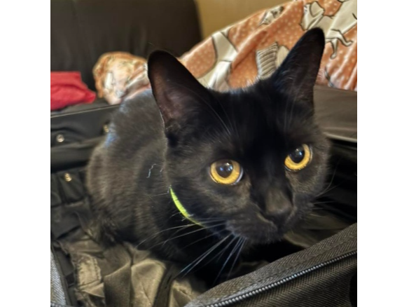 Max (aka Moo's) Lost 2026.019 - St Ann's Crescent, nr Durham Street, Gosport