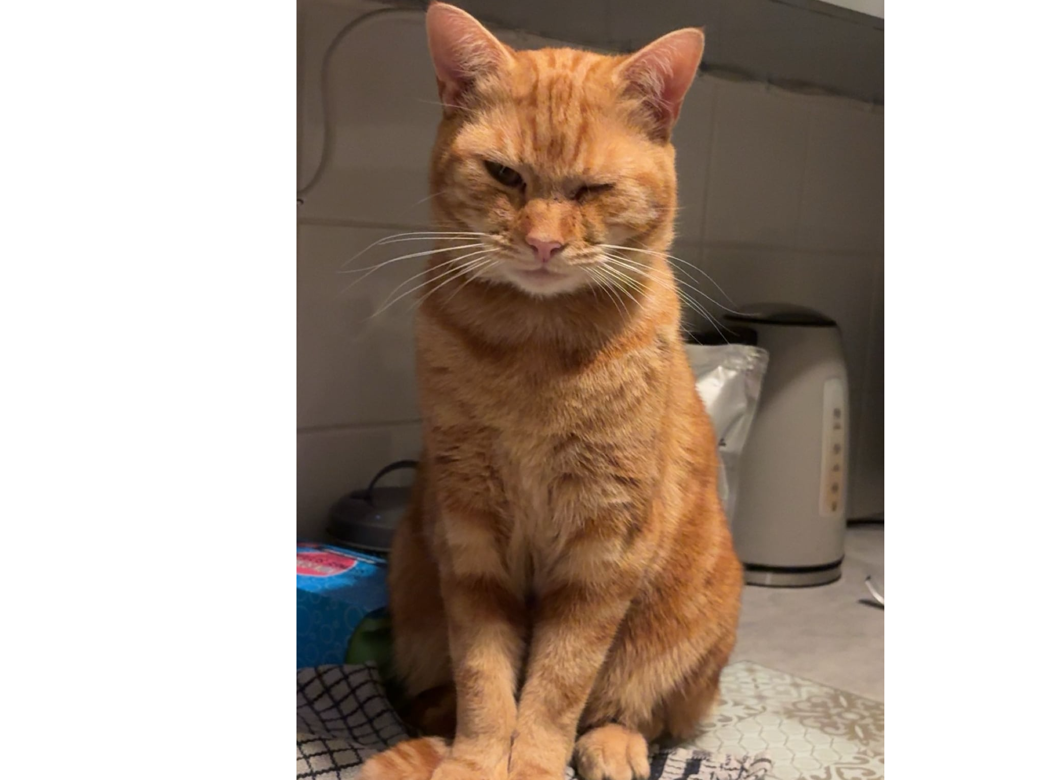 Garfield