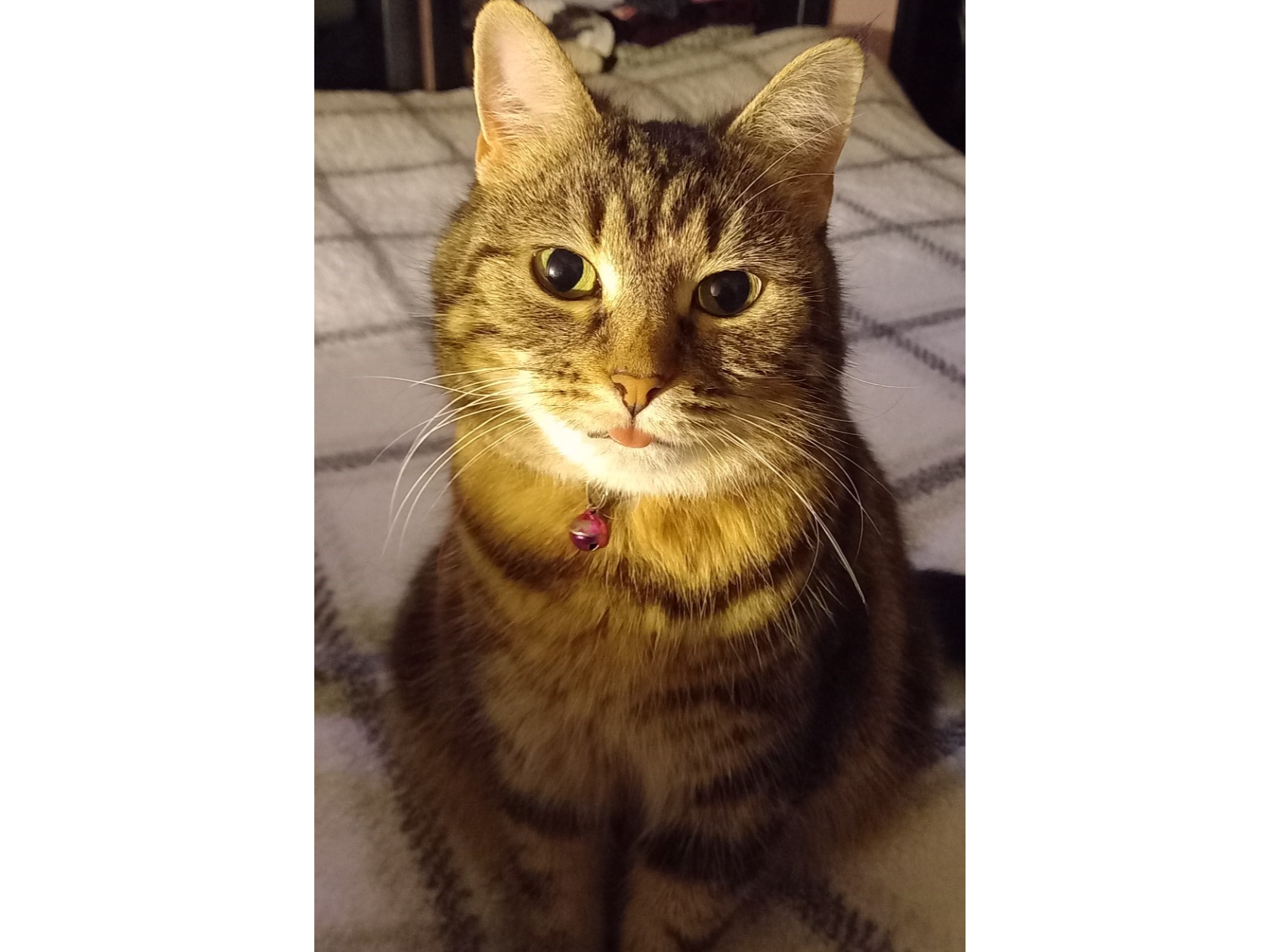 Missing from Checker Street Kings Lynn
