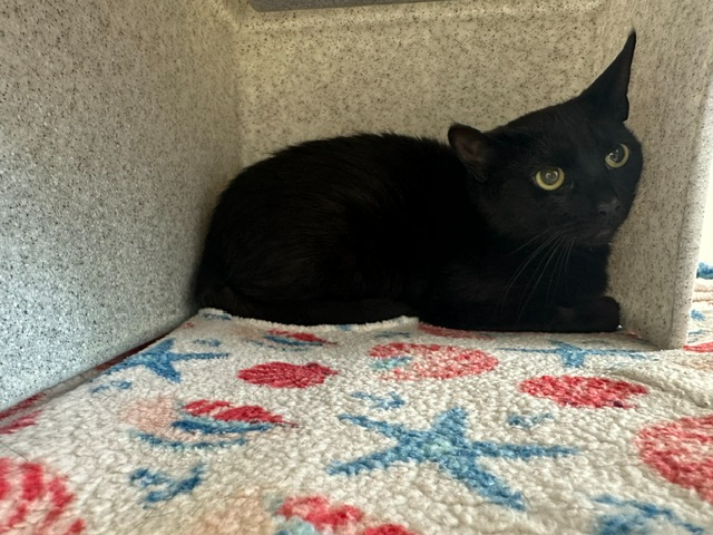Unchipped Black Female 793172