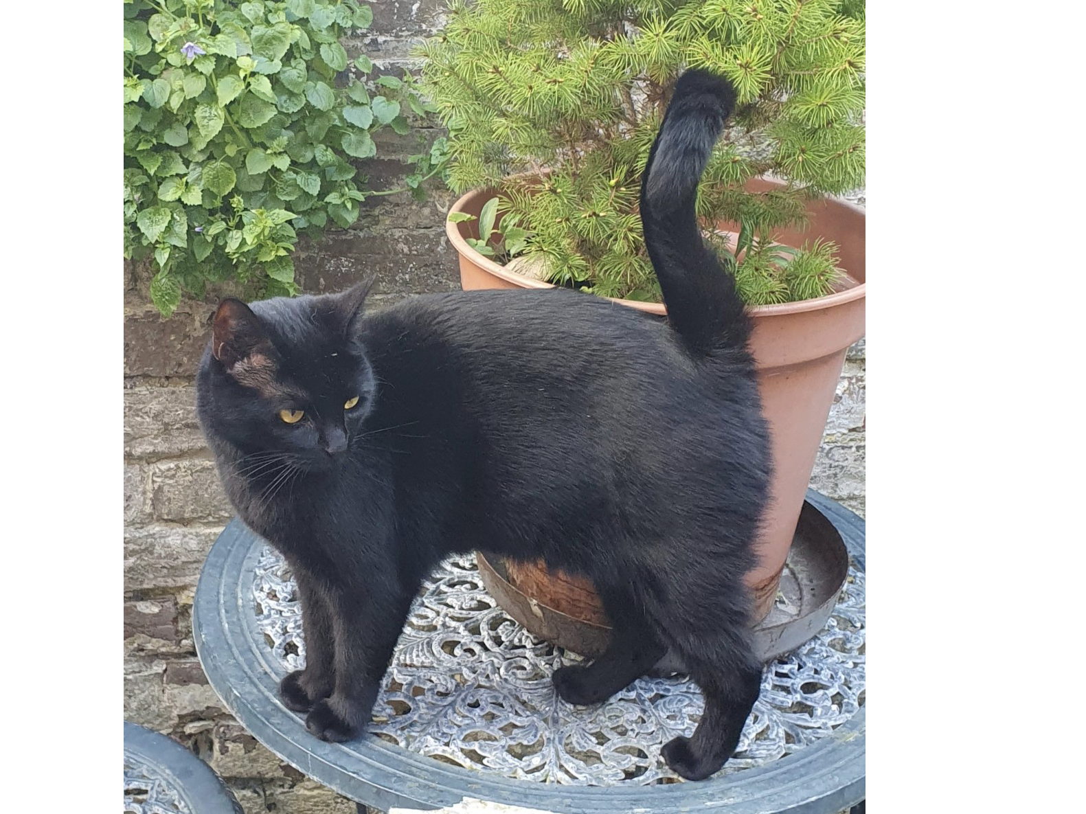 Suki