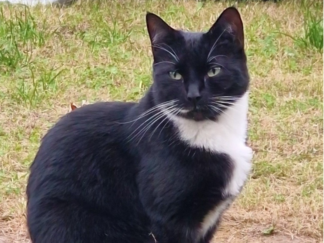 Missing in Wisbech