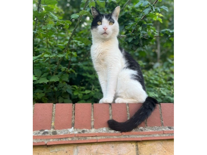 Oreo Lost 2026.041 - Holt Close, off Megson Drive, Cherque Farm