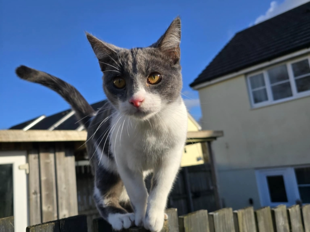 little grey and white boy cat