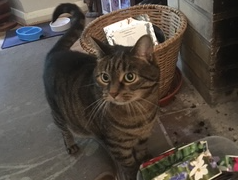 Tilly, tabby, Stretten Ave CB4