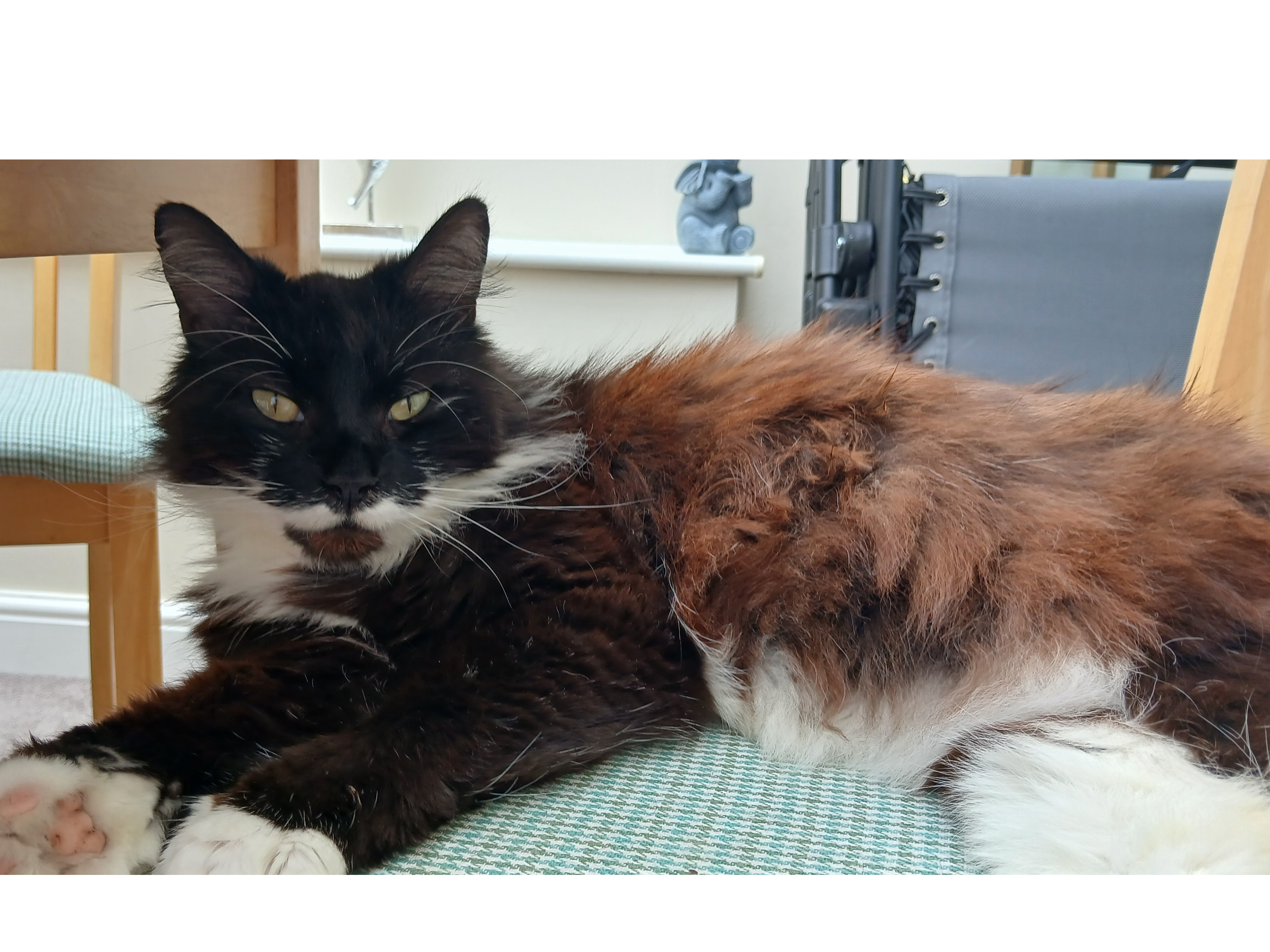 LOST 26-057 Binx