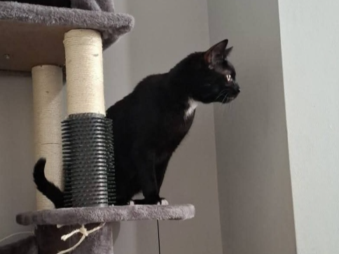 Ziggy Lost 2026.062 - Brighton Ave (backing onto Hastings Ave), Elson
