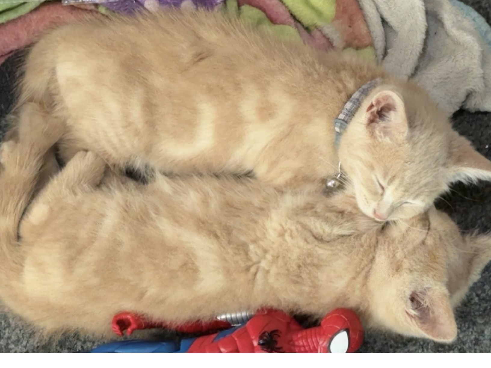 Pikachu and Ginger