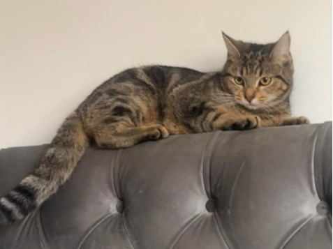 Senna Lost 2026.066 - Cowslip Close, off Carisbrooke Rd, Bridgemary