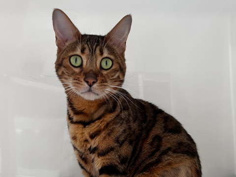 Nala