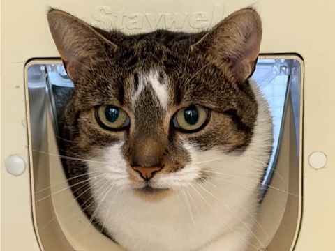Tuna